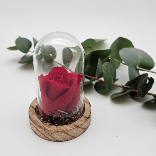 Schneewittchen Rose (klein) Bild 1